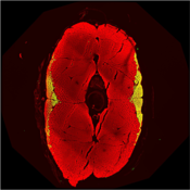Spinning disk confocal microscopy image of a zebrafish muscle using DSHB antibody S58. Image Credit: Francesca Amati - Amati Lab, University of Lausanne, Switzerland